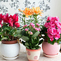 Комнатные цветы
